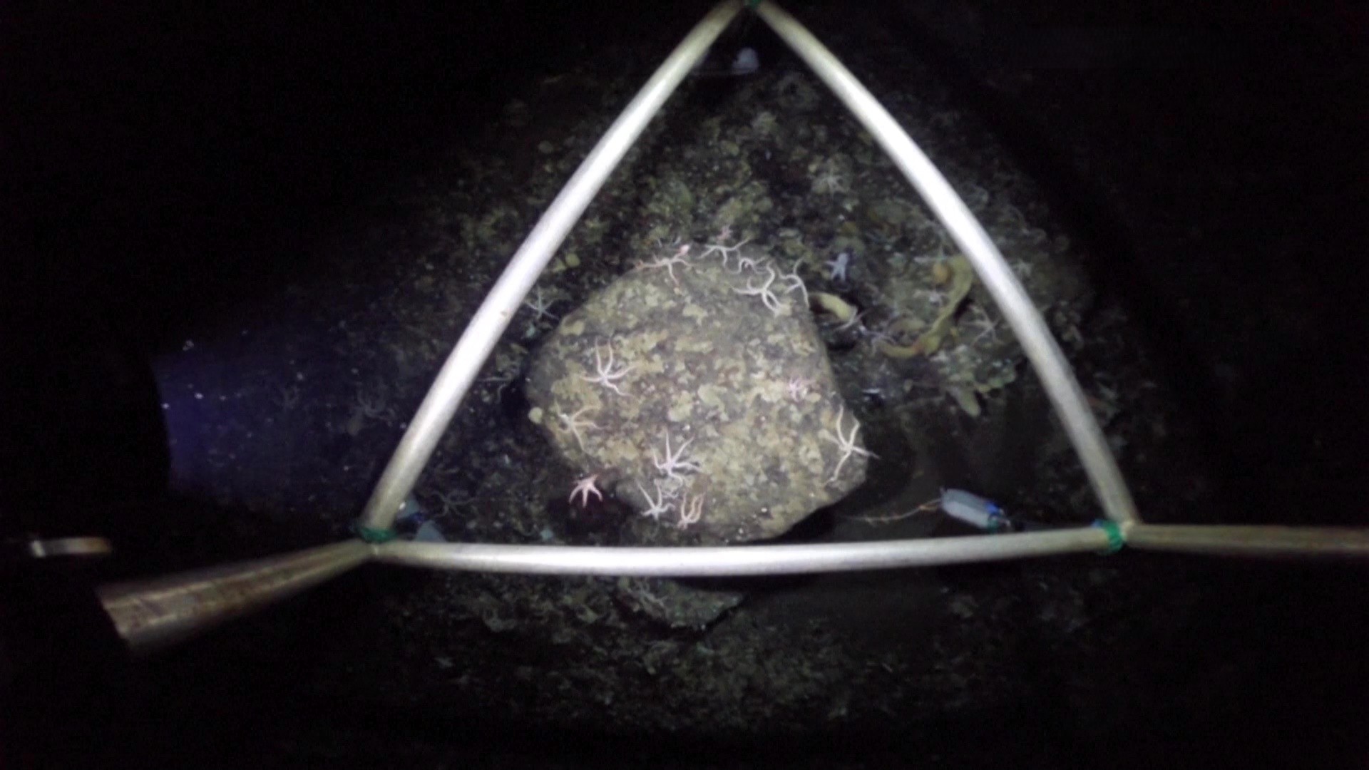 La IA acelera la investigación del fondo marino antártico