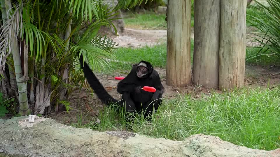 El zoológico de Río refresca a los animales con golosinas de hielo