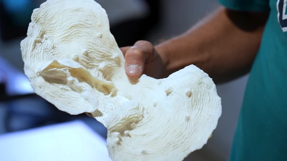 Declive acelerado de los arrecifes de coral en Brasil