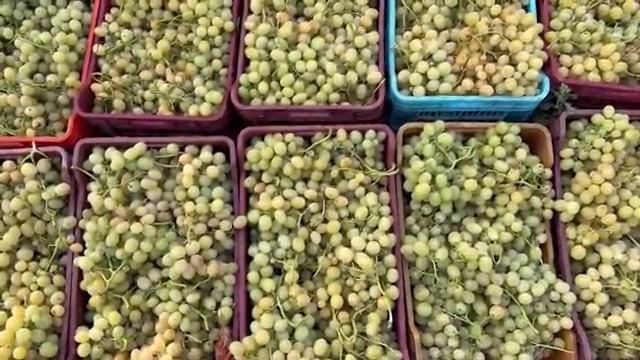 Túnez inicia la vendimia en Grombalia