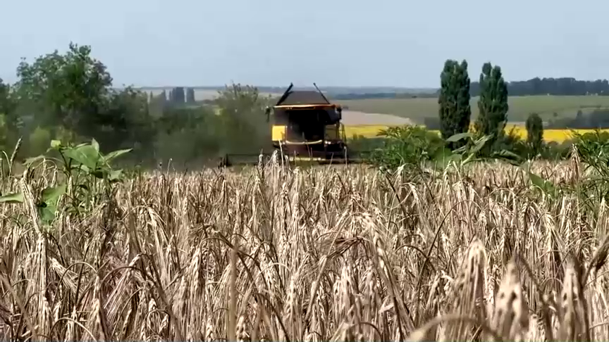 Las exportaciones de grano de Ucrania se desploman