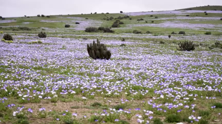 El desierto chileno de Atacama florece en un raro espectáculo