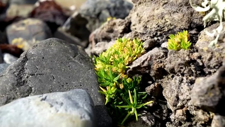 Científicos chilenos mapean genoma de planta antártica