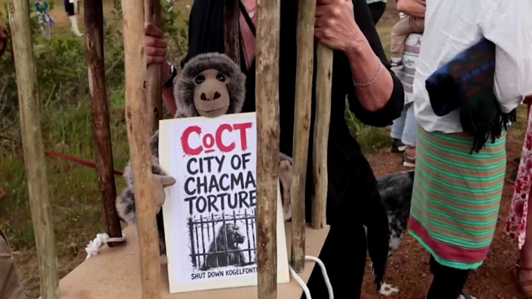 Plan de Ciudad del Cabo para enjaular babuinos genera controversia
